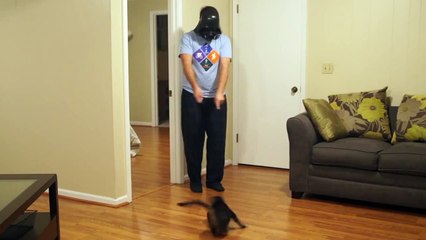 Darth Vader Controls His Cat With The Force - CatNips