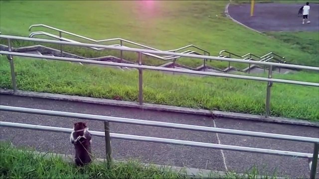 Funny Cat Falls Asleep Upright On Handrail - CatNips