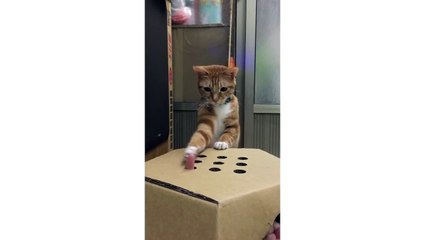 Funny Cat Plays Whack-A-Mole With Fingers - CatNips