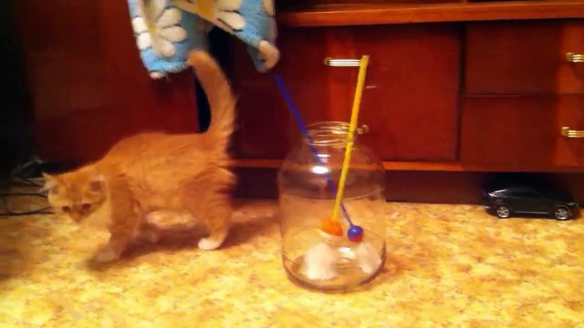 Funny Kitty Plays And Gets Stuck Inside Jar - CatNips