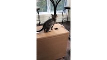 Kitty Plays With Mysterious Hole In Box - CatNips