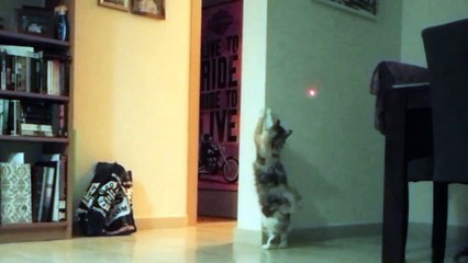 Silly Cat Runs Up Wall After Laser Pointer - CatNips