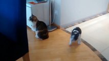 Stubborn Cat Won't Play With Excited Dog - CatNips
