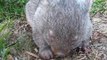 Cute Wombat Has Sneezing Attack