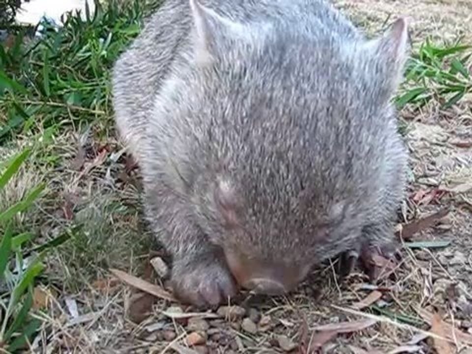 Cute Wombat Has Sneezing Attack