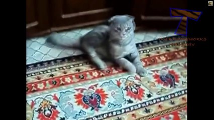 Cats acting strange after vet visit - Cat video compilation