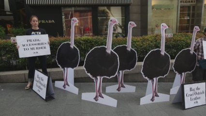 PETA llama a Prada "cómplices de asesinato" por el uso de avestruces en sus bolsos