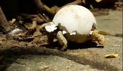 Baby Tortoise with Egg as Shell
