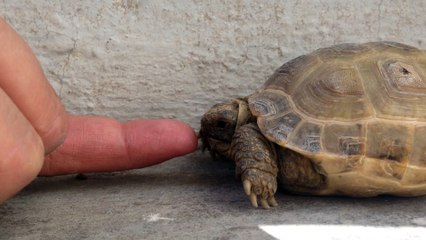 Extremely dangerous tortoise