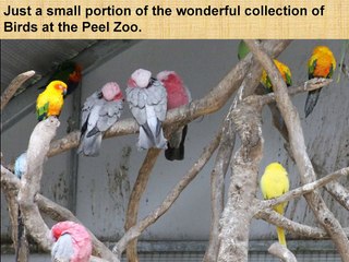 Peel Zoo: Celebrate Birthday with A to Z Animals in Australia