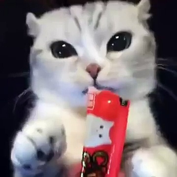 Funny Cat LOL