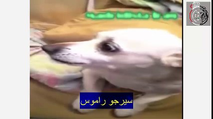 حتى الكلاب تكره برشلونة ...شاهد ذلك