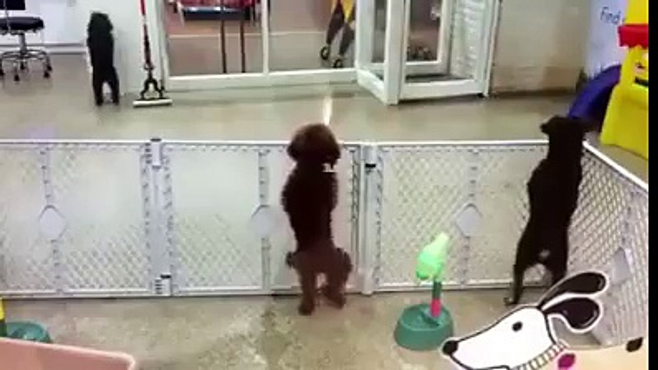 Dog dance