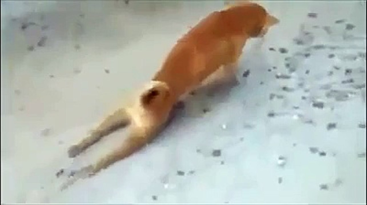 Funny Videeos 2015 - Funny Video clips 03 - Wiglieys