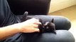 Cute Little Kitten Being Tickled