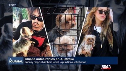 Johnny Depp et Amber Heard: humiliation numérique pour une histoire de chiens