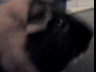 Manu le cochon d'inde qui couine