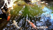 【Big carp & Maple】　Beautiful Japanese garden in Tokyo Asakusa