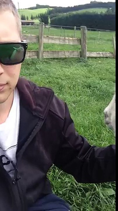 Cute lamb demands petting while dog gets jealous in the background