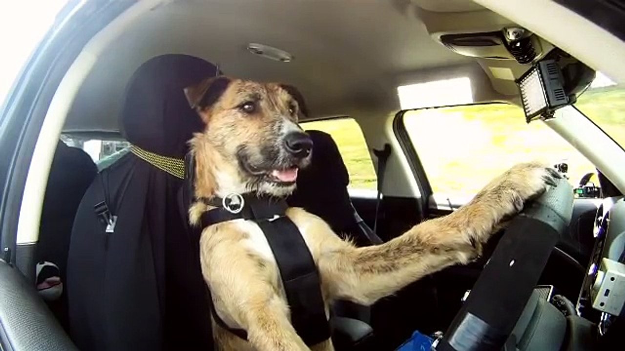 Watching this dog drive is so darn cute