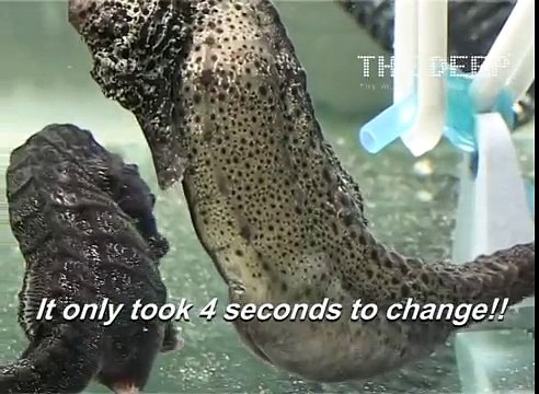 Un hippocampe donne naissance à des centaines de bébés à la fois