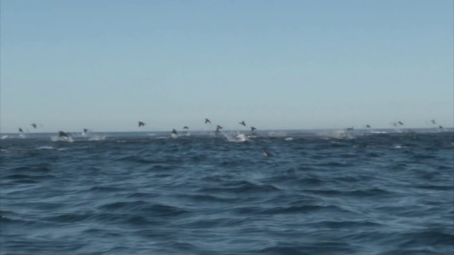 Des raies manta énorme sautent au dessus de l'eau au Brésil