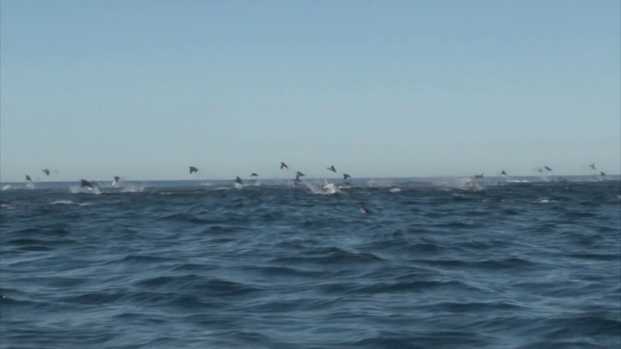 Des raies manta énorme sautent au dessus de l'eau au Brésil