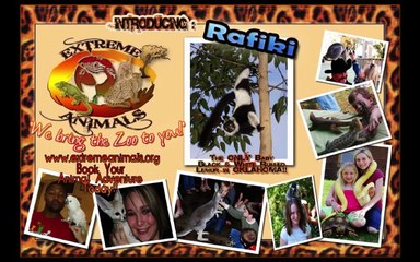 Extreme Animals-Parties and School Events in Oklahoma