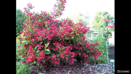 Вейгела: 49 идей для посадки и выращивания