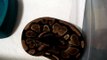 weird belly CH Ball Python