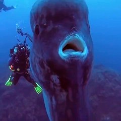 下载视频: Mola Mola, peixe lua gigante filmado nos Açores