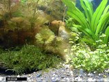 Planted Aquarium - Plants (April) Update