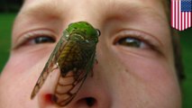 'Trillions' of cicada bugs set to emerge from underground in northeastern U.S.