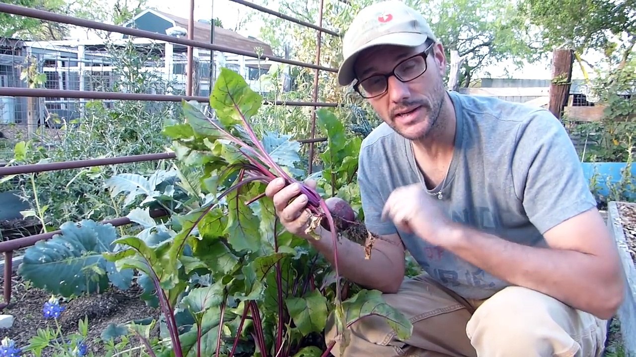 Winter Garden- Harvesting, Saving Seeds, Beautiful Weeds