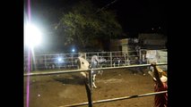 Gran Corrida de toros rancho la matatena parte 1