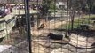 Person jumping tiger fence at Toronto Zoo for a hat