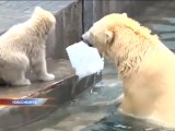 ロシア・ノヴォシビルスク動物園のプール開き (Apr.18  2016)