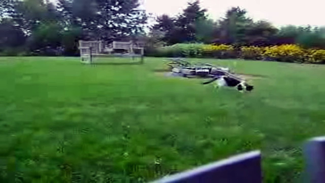 Funny Animals Compilation - NEW