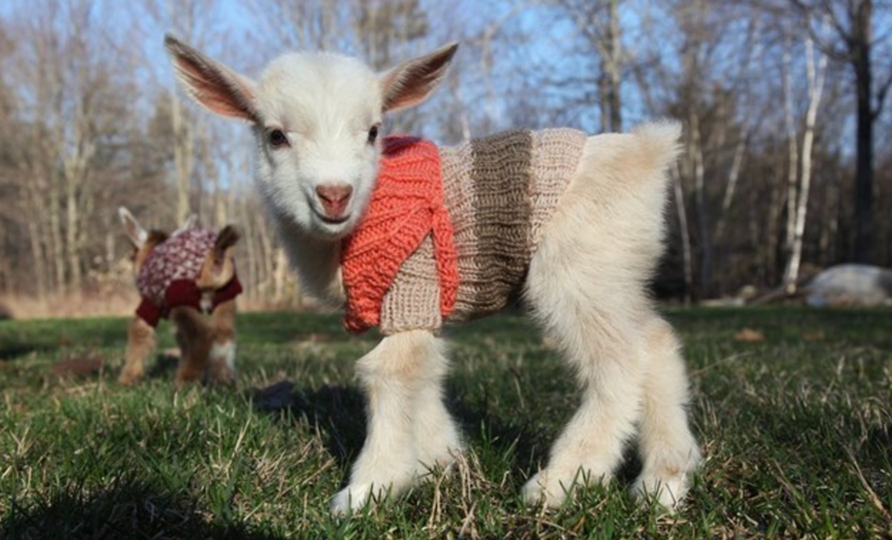 Ces Bebes Chevres Habilles Avec Des Pulls Feraient Craquer N Importe Qui Video Dailymotion