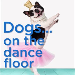 Dogs On The Dance Floor