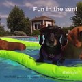 Dogs That Are More Excited For Summer Than You