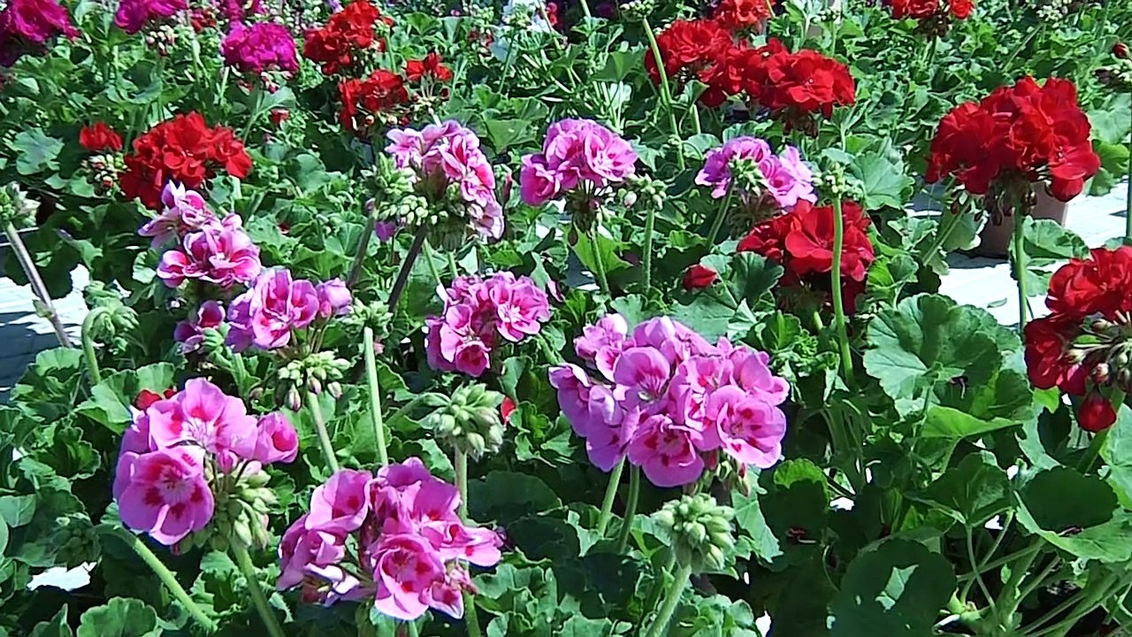 Les Floralies du Barcarès