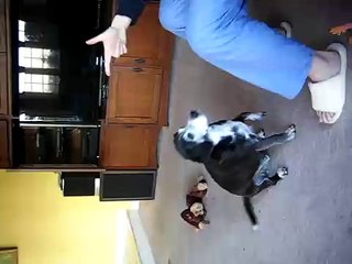 Jack the dog gets shot