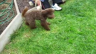 MIniature Poodle in the back yard