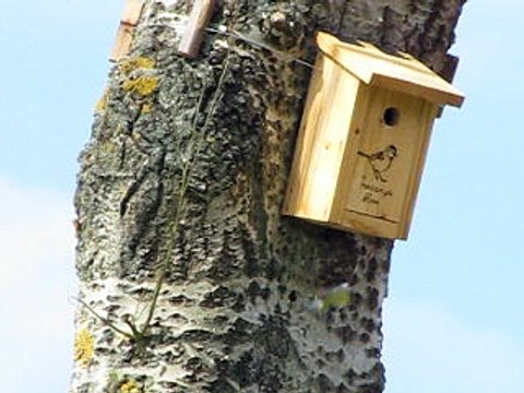 mésanges bleues au nichoir