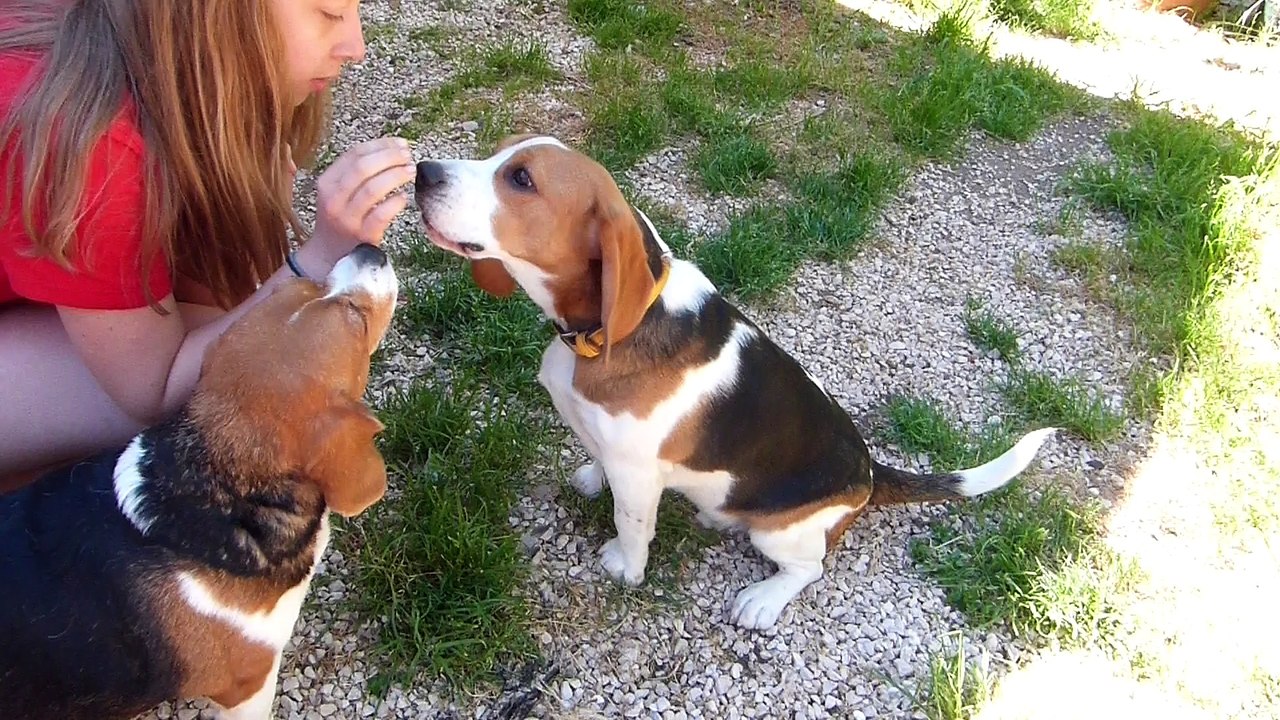 newton des collines Mimetaine10 mois