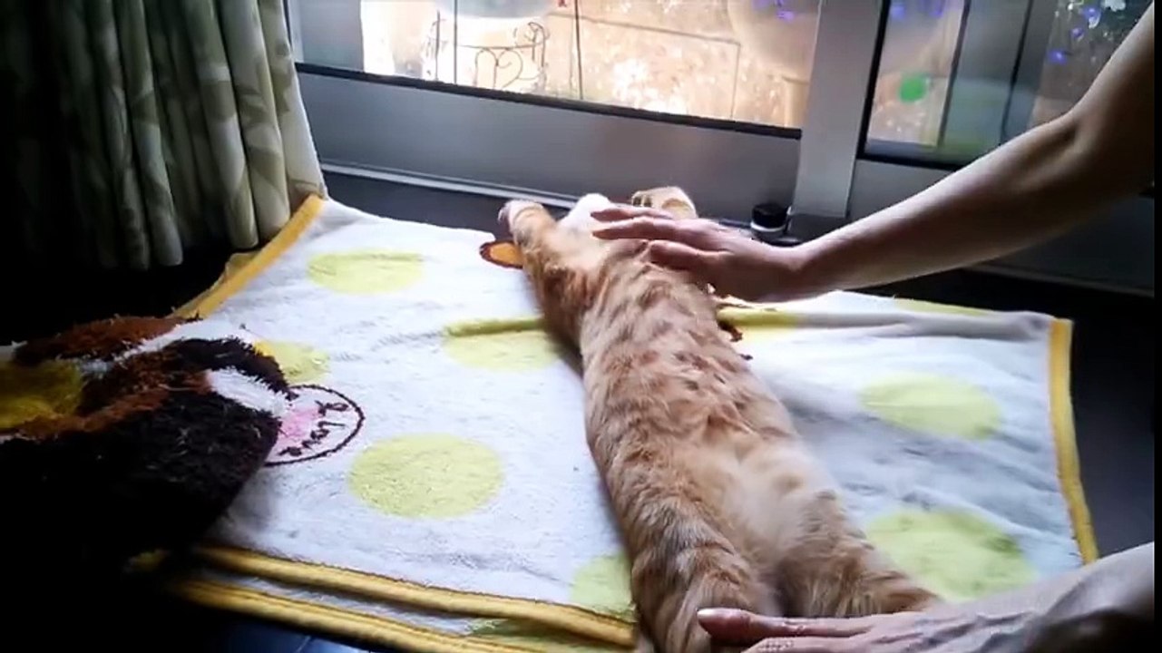 These cats know how to live.