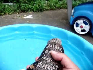 Blue Tongue Skink swimming in a pool