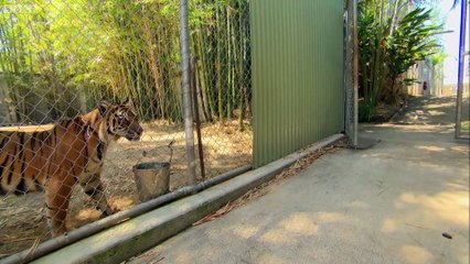Des bébés tigres rencontrent des adultes