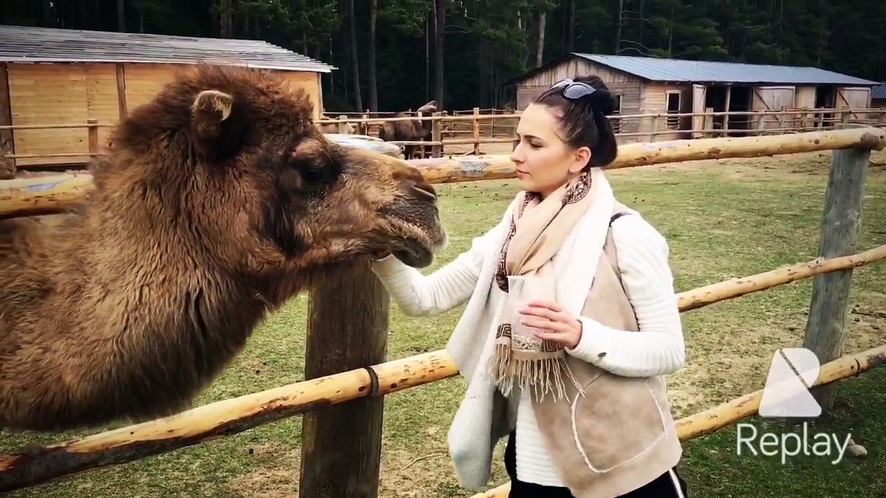 Sunday in Raksi ( Latvia) LOVE lama camel sheep ( Santa Laizane)
